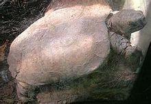 亚洲山龟介绍视频,探寻神秘山地的绿色守护者